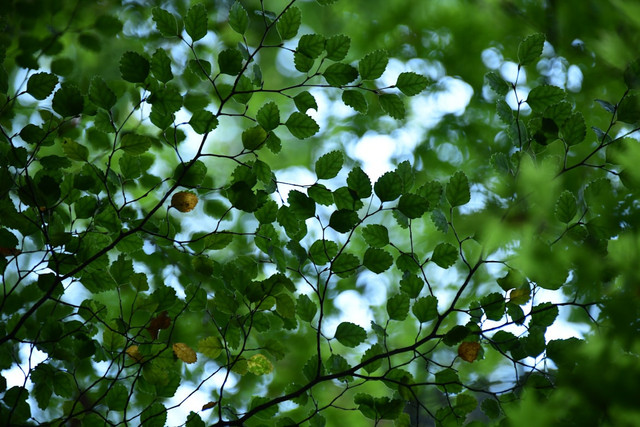 Ilustrasi Cara Memeras Daun Cincau dengan Tepat, Unsplash/Richard Lin