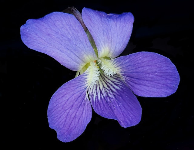 Ilustrasi jenis jenis bunga violet. Sumber: unsplash.com/Michael Rodock