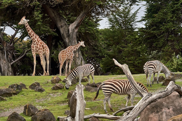 HTM Lembang Park Zoo 2025. Foto hanya ilustrasi. Sumber foto: Unsplash/Nikolay