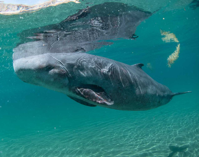 Paus sperma kerdil (Kogia sima). Foto: The Marine Mammal Center