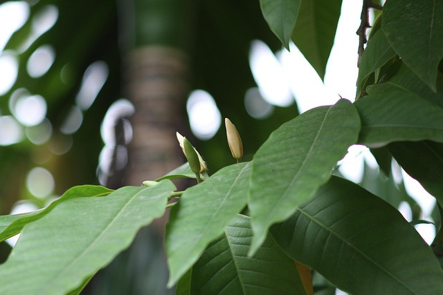 Ilustrasi jenis bunga kanti. Sumber: Pixabay/tayphuong388