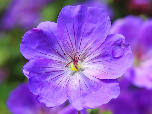 Ilustrasi cara menanam bunga violet. Sumber: pexels.com
