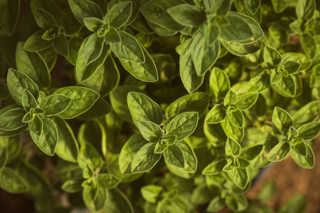 Ilustrasi Cara Mengeringkan Oregano. Unsplash/Nikolett Emmert