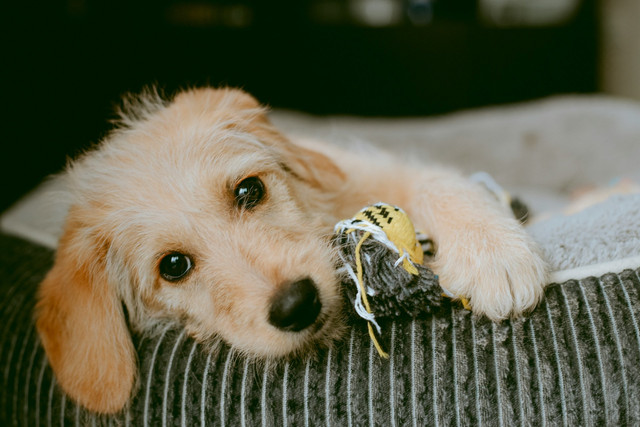 Ilustrasi anak anjing sakit. Foto: Unsplash