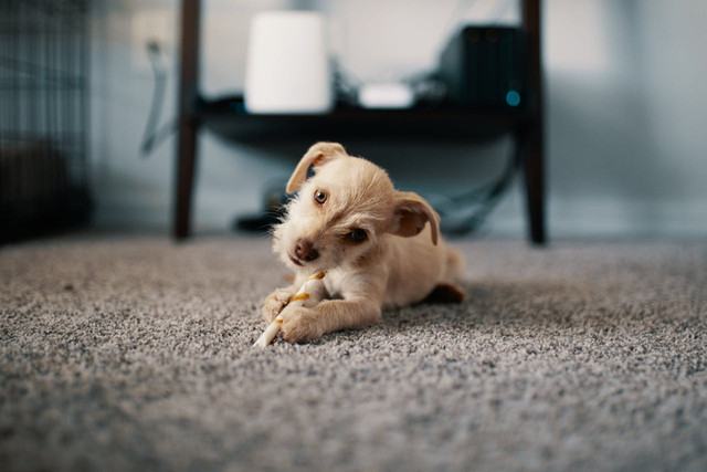 Ilustrasi anak anjing. Foto: Pexels