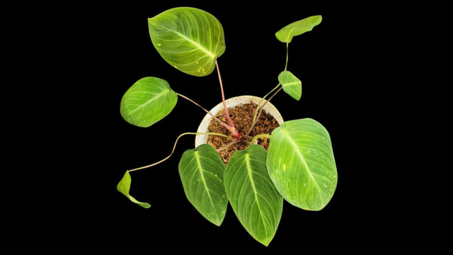 Spesies baru tanaman Homalomena chikmawatiae. Foto: BRIN