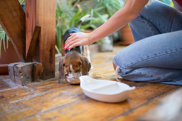 Ilustrasi cara memberi makan anak anjing yang sakit. Foto: Pexels