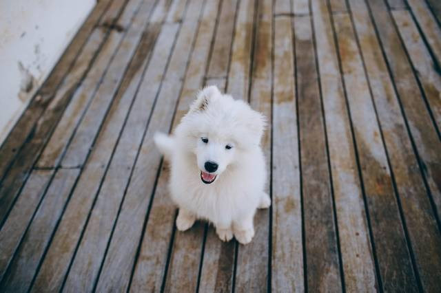 Ilustrasi Anak Anjing. Foto: Pexels