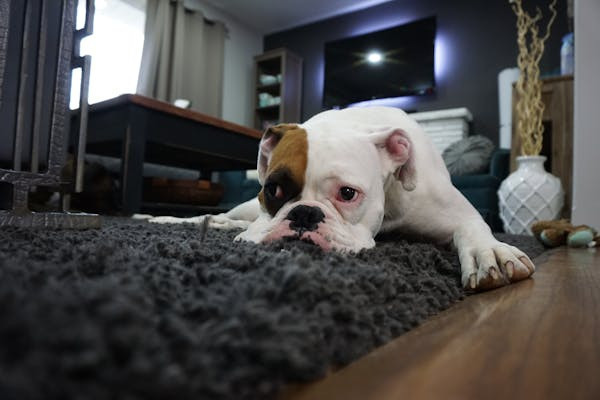 Ilusyrasi Anak Anjing Mencret. Foto: Pexels