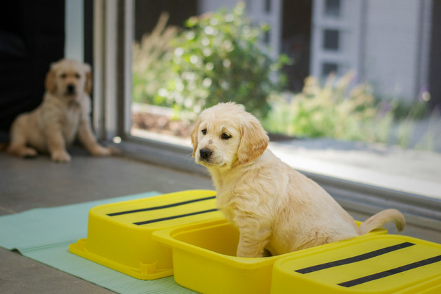Ilustrasi anak anjing. Foto: Unsplash