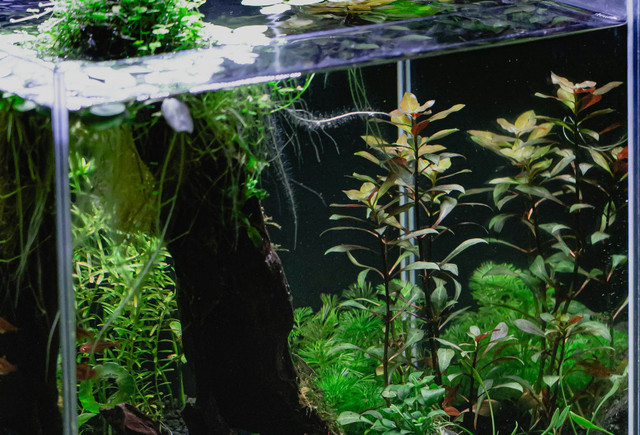 Ilustrasi Ciri tanaman aquascape kekurangan CO2 - Sumber: unsplash.com/@shots