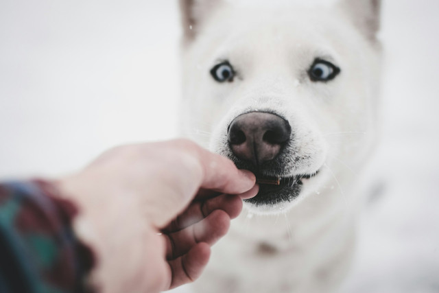 Ilustrasi snack untuk anak anjing. Foto: Unsplash