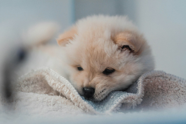 Ilustrasi anak anjing. Foto: Pexels