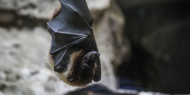 (freepik.com/author/wirestock)