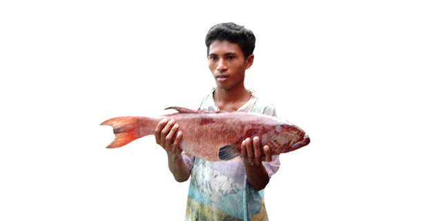 Ikan kerapu tangkapan nelayan di pasar Kota Tual, P. Kei Kecil Maluku Tenggara (foto DGB)