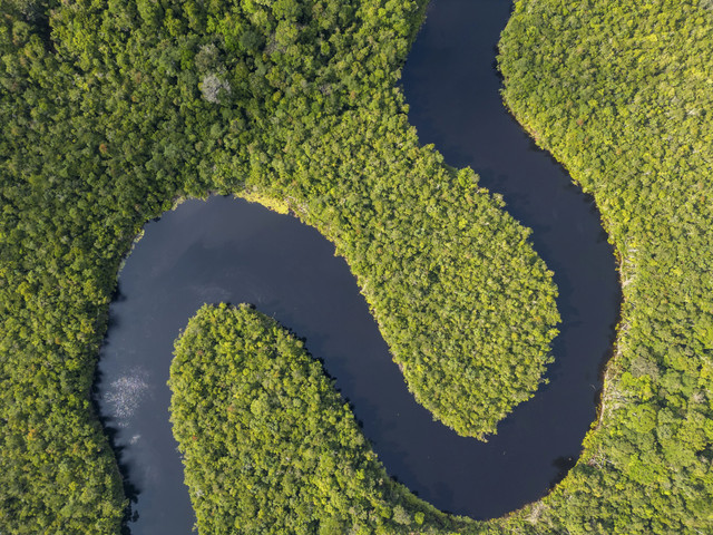 Hutan Amazon. Foto: Shutterstock
