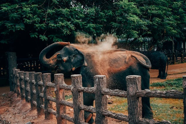 HTM Kebun Binatang Surabaya 2025. Foto hanya ilustrasi bukan sebenarnya. Sumber foto: Pexels/Rudy Kirchner