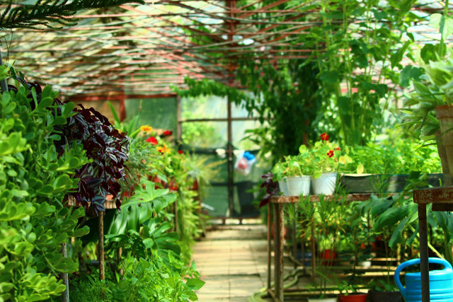 Tiket Masuk Kebun Raya Cibodas 2025. Foto hanya sebagai ilustrasi, bukan tempat sebenarnya. Sumber foto: Unsplash-Seval Torun