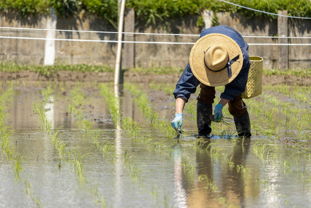 Ilustrasi pertanian. Foto: Shutterstock