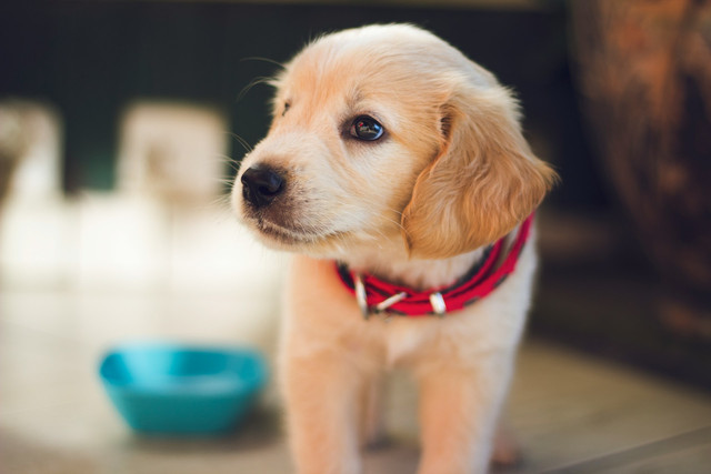 Ilustrasi anak anjing. Foto: Unsplash