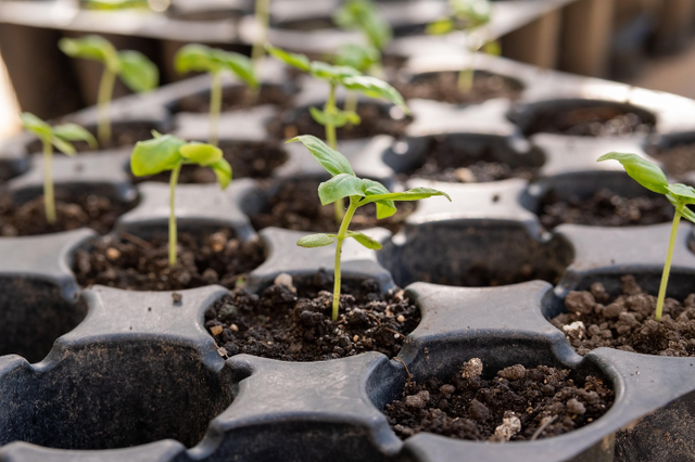 Ilustrasi cara menanam kangkung di polybag agar cepat panen. Sumber foto: Pixabay/ hat3m