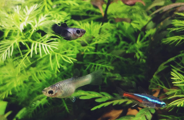 Ilustrasi Cara Buat Aquascape untuk Pemula     Sumber Unsplash/George Wong