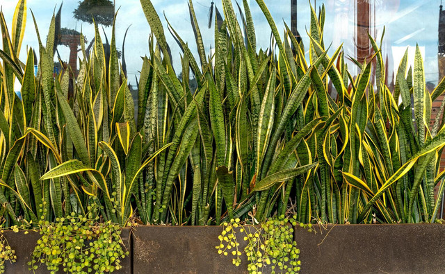 Ilustrasi jenis tanaman hias outdoor tahan panas. Sumber: Pexels/Quang Nguyen Vinh