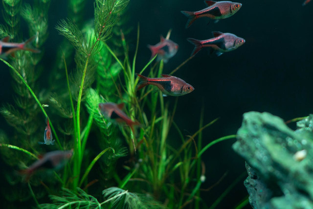 Ilustrasi cara kuras aquascape - Sumber: pexels.com/@shamsuri-azmi