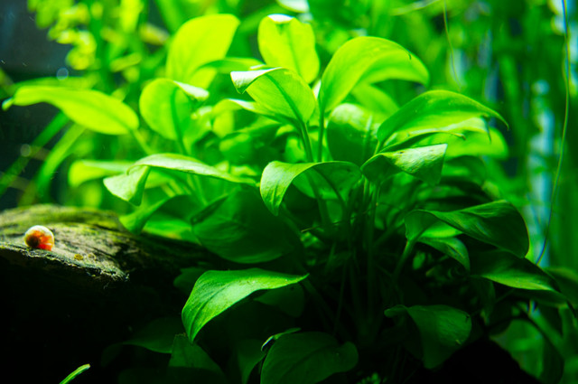 Ilustrasi cara menanam anubias di aquascape - Sumber: unsplash.com/@jokostudios