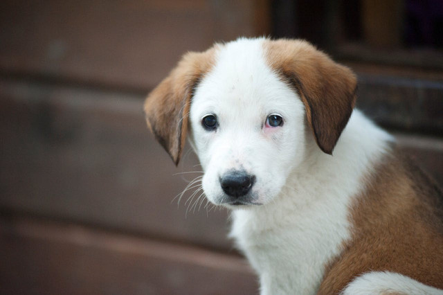Ilustrasi anak anjing. Foto: Pexels