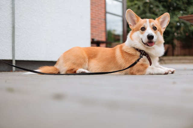 Ilustrasi Anak Anjing. Foto: Pexels.com/Thirdman