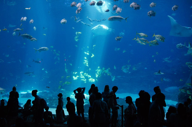 HTM Jakarta Aquarium 2025, foto hanya ilustrasi, bukan tempat sebenarnya: Unsplash/Nadine Marfurt