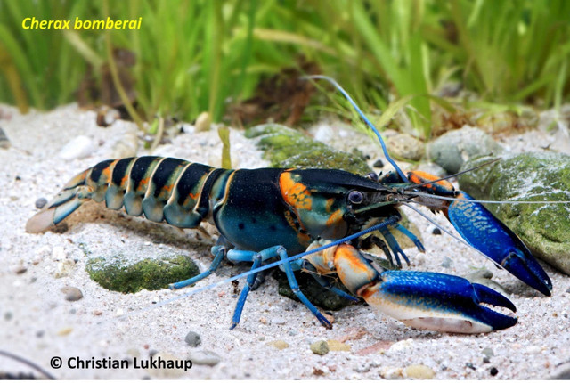 Spesies baru lobster diberi nama Cherax bomberai. Foto: Christian Lukhaup via Universitas Gadjah Mada