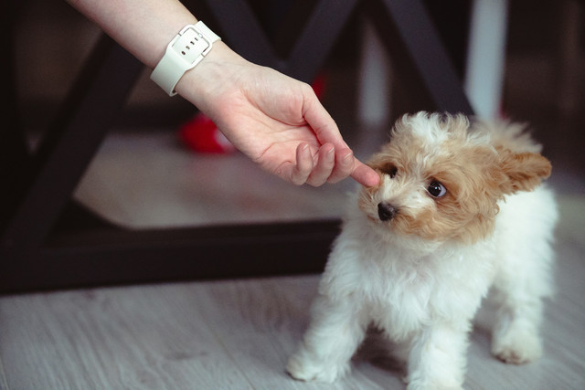 Ilustrasi anak anjing. Foto: Unsplash