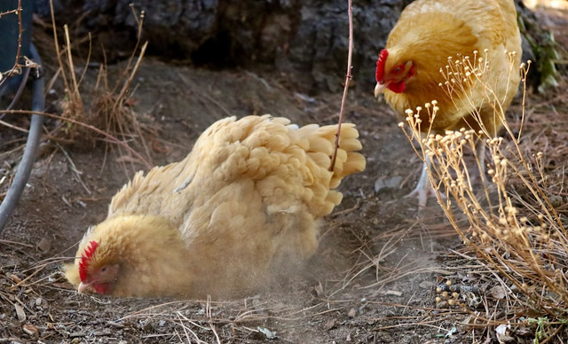 Ilustrasi Cara Mengeraskan Paruh Ayam. Unsplash/Manny Becerra