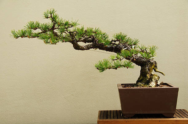Ilustrasi Cara Menanam Hanjuang Bonsai, Foto: Unsplash/OGphoto.
