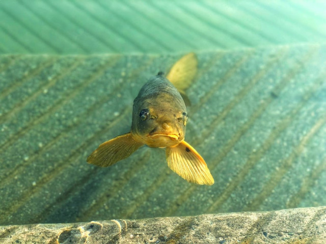 Ilustrasi Cara Membersihkan Ikan Gabus untuk Pempek agar Bebas Amis, Foto: Unsplash/Ravi N Jha