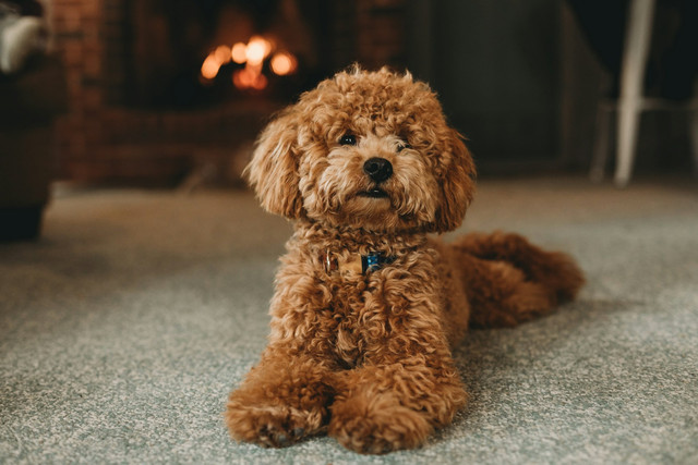 Ilustrasi anak anjing Poodle. Foto: Unsplash