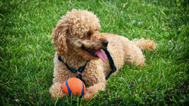 Ilustrasi Anak Anjing Main. Foto: Alexas_Fotos via Pixabay