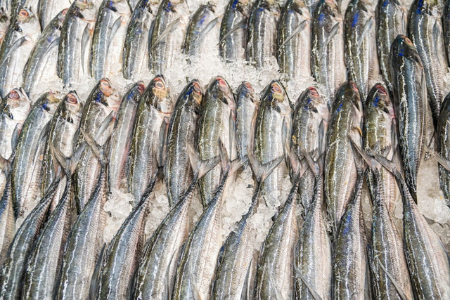 Ilustrasi Cara Merendam Ikan sebelum Digoreng. Unsplash/Johen Redman