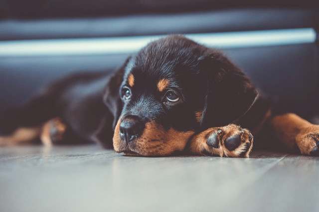 Ilustrasi anak anjing Rottweiler. Foto: Unsplash