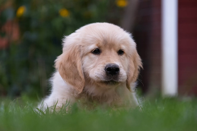 Ilustrasi anjing. Foto: Pexels