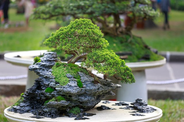 Ilustrasi Cara Membentuk Bonsai Batang Lurus. Sumber: Pexels/Quang Nguyen Vinh