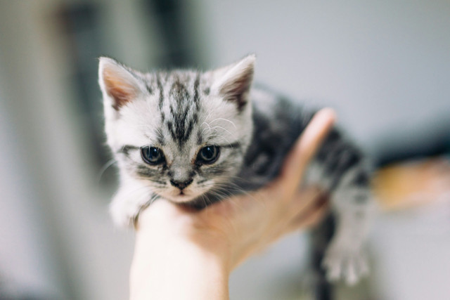 Ilustrasi anak kucing. Unsplash
