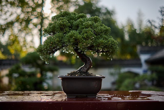 Ilustrasi Cara Membuat Akar Gantung Bonsai Beringin. Sumber: Pexels/Vindli