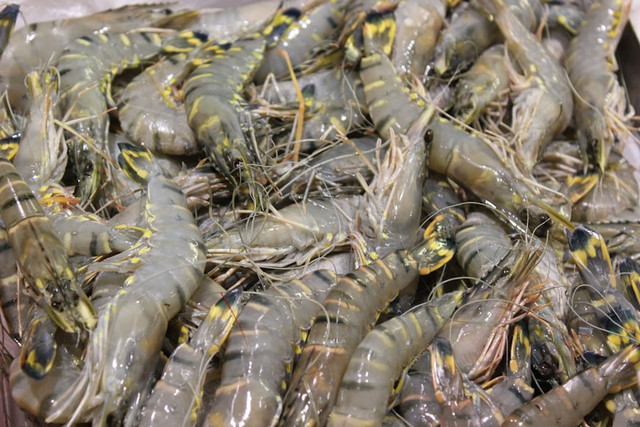 Ilustrasi Cara Membekukan Udang. Unsplash.com/Anthony Camp