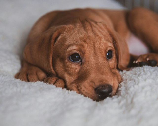 Ilustrasi anak anjing stres. Foto: Pexels