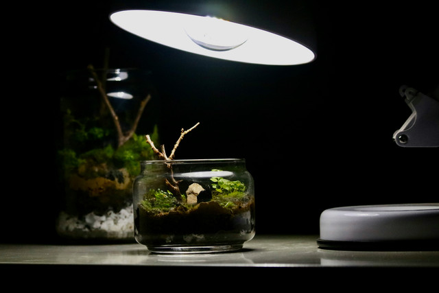 Ilustrasi Cara Membuat Terrarium Bioaktif, sumber gambar unsplash/Mamun Srizon