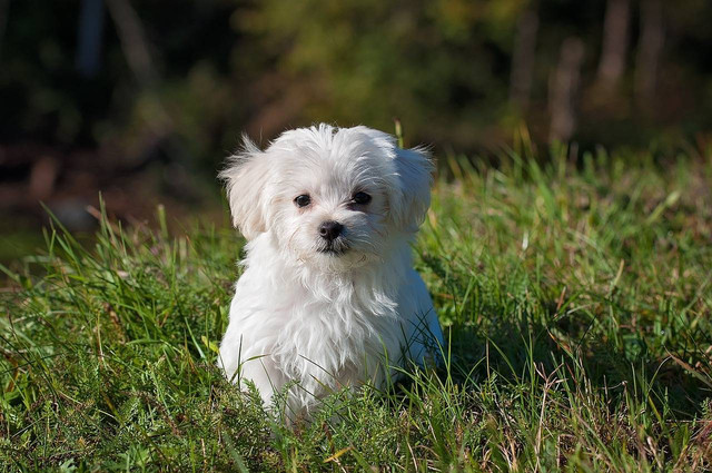 Ilustrasi Anak Anjing. Foto: Pixabay