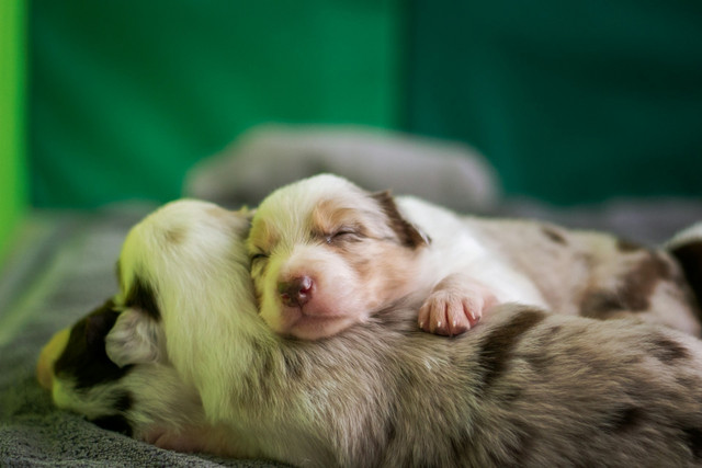 Ilustrasi anak anjing. Foto: Unsplash